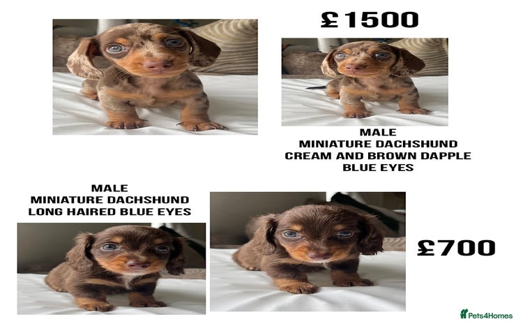 Dachshund dogs - Advert 3