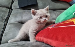 British Shorthair cats for sale: British shorthair kittens  - Image 2