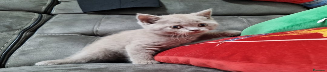 British Shorthair Kitten 4
