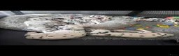 Dalmatian dogs for sale: Kc registered stunning dalmatian puppies  - Advert 17