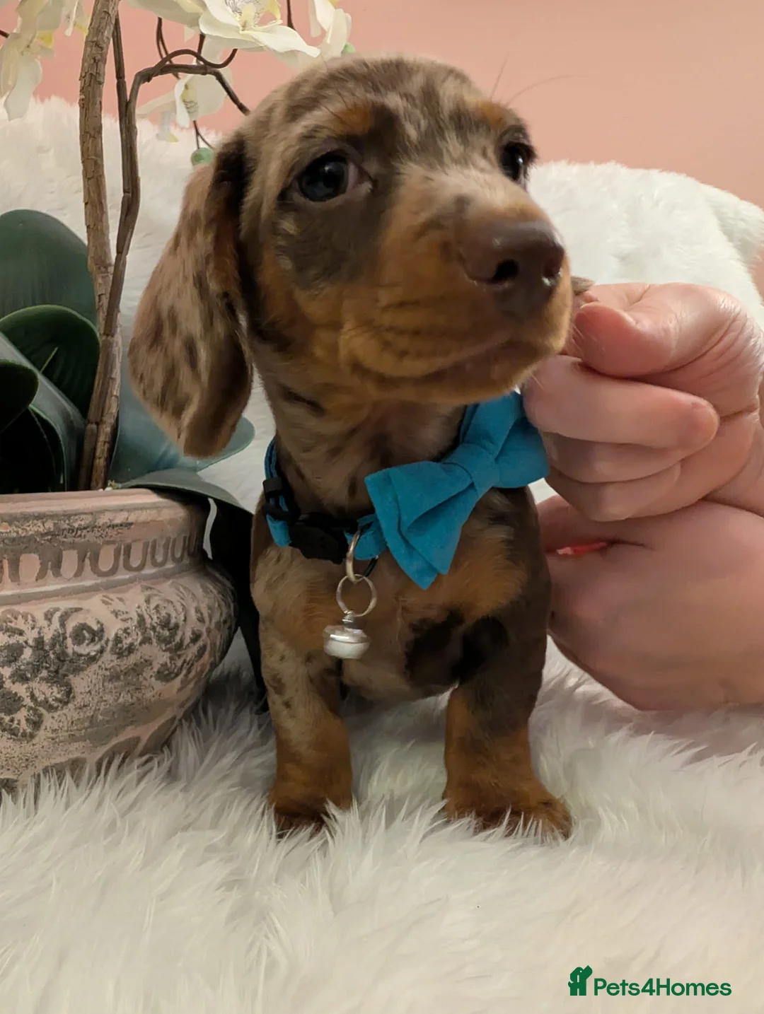 Miniature Dachshund dogs for sale: Miniature Dachshund Ready Now - Advert 7