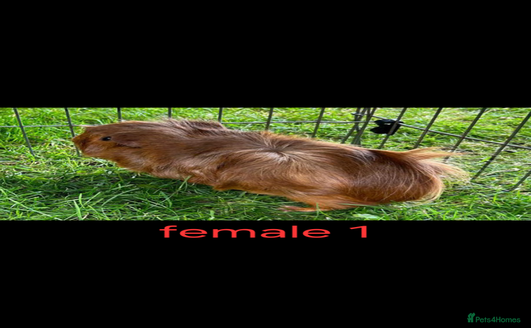 Guinea Pig rodents 2 pairs of guinea pigs + 1 single - Advert 1