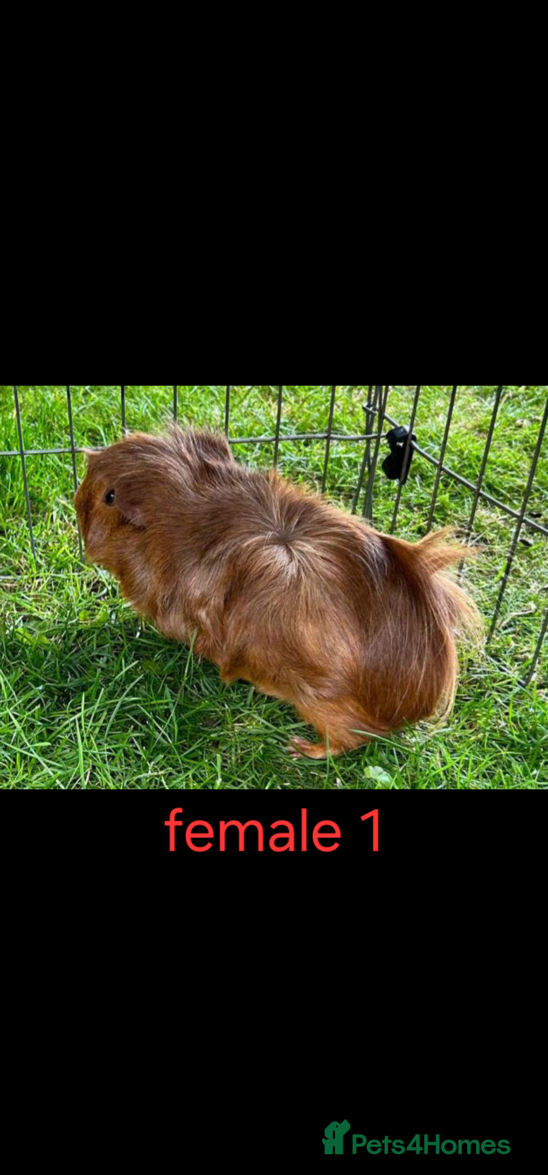 Guinea Pig rodents for sale: 2 pairs of guinea pigs + 1 single - Advert 1