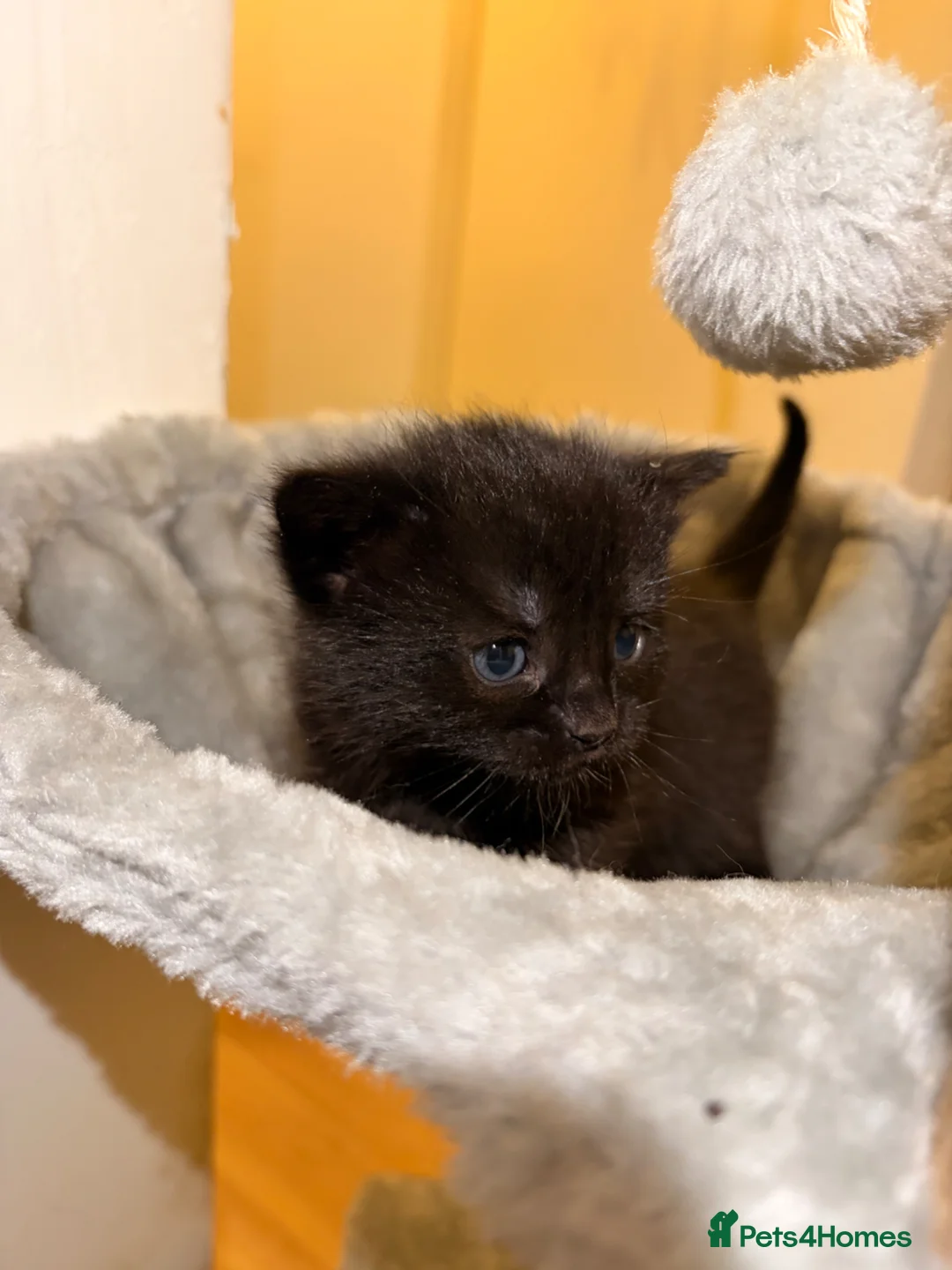 Mixed Breed cats for sale:  4 Adorable Kittens for Sale – £180 Each in London - Advert 1