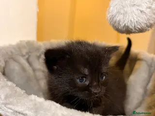 Mixed Breed cats 4 Adorable Kittens for Sale – £180 Each - Advert 2