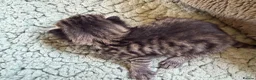Mixed Breed cats for sale: Beautiful Kittens BSH Cross - Advert 23
