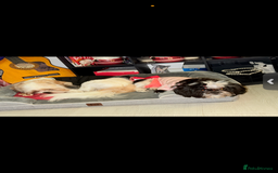 Shih Tzu dogs for sale: ShihTzu Newborn Puppies 💕Home-Raised & Well-Loved - Advert 25