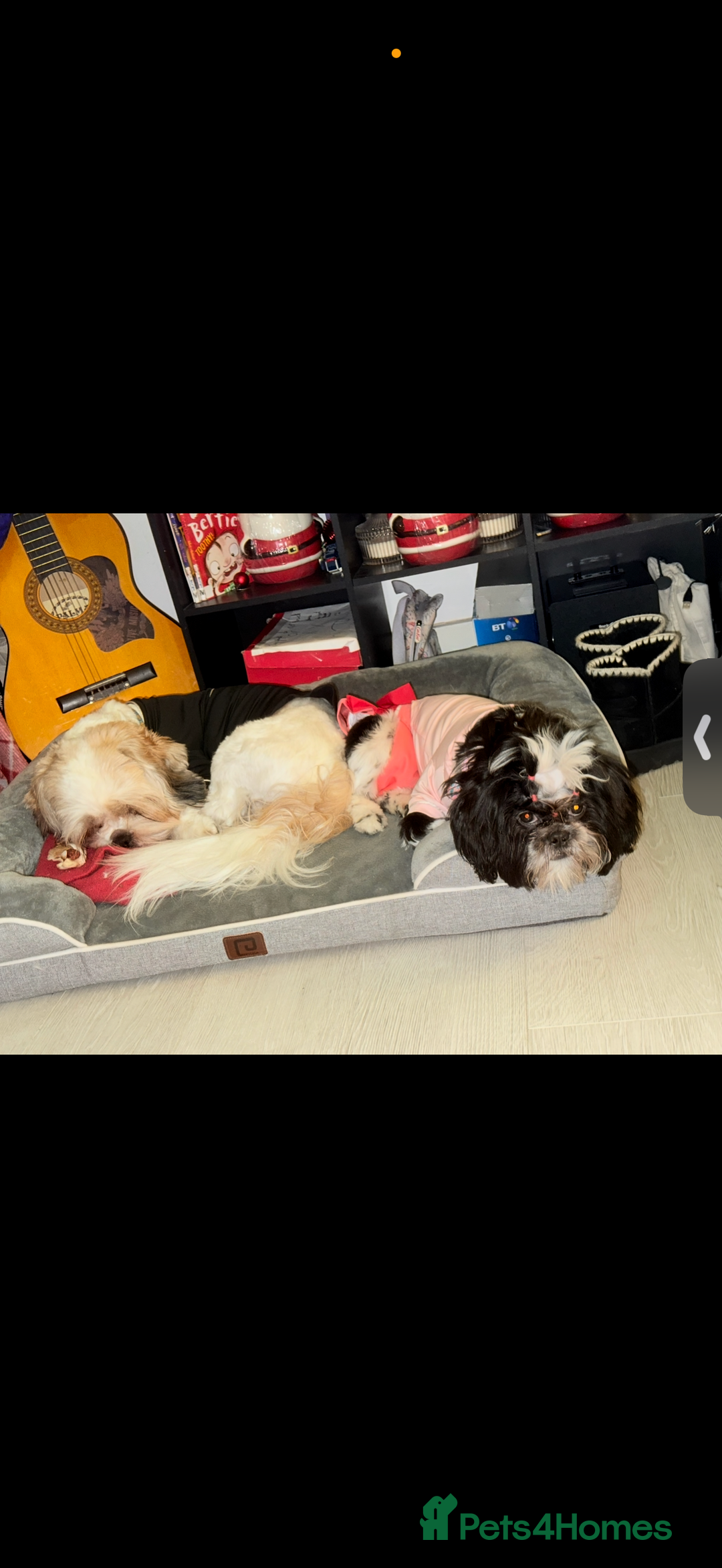 Shih Tzu dogs for sale: ShihTzu Newborn Puppies 💕Home-Raised & Well-Loved - Advert 25