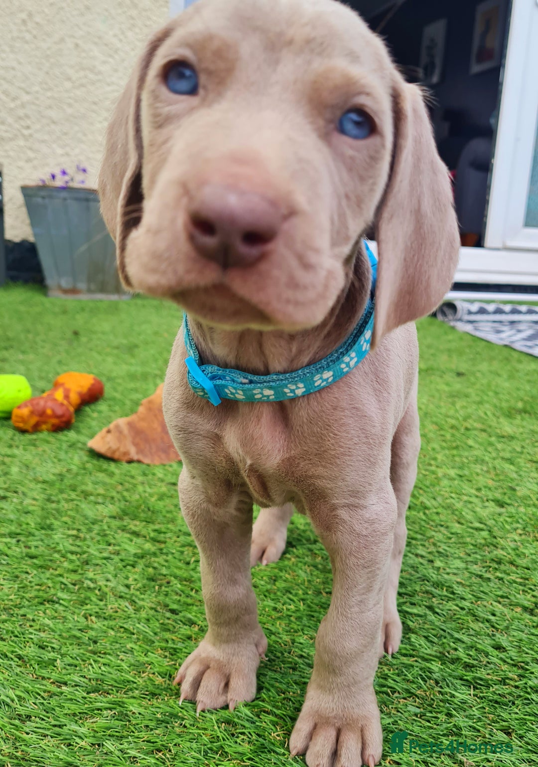 Weimaraner dogs for sale: KC reg Weimaraner pups - Image 14