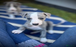 Whippet dogs for sale: Show Quality Blue Brindle KC Registered Whippets - Image 15
