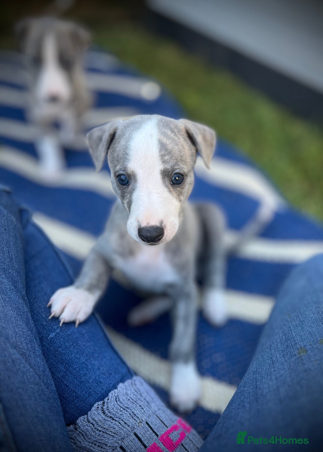 Whippet dogs for sale: Show Quality Blue Brindle KC Registered Whippets - Image 15