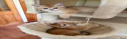 British Shorthair cats for sale: Golden boys  in London - Advert 4