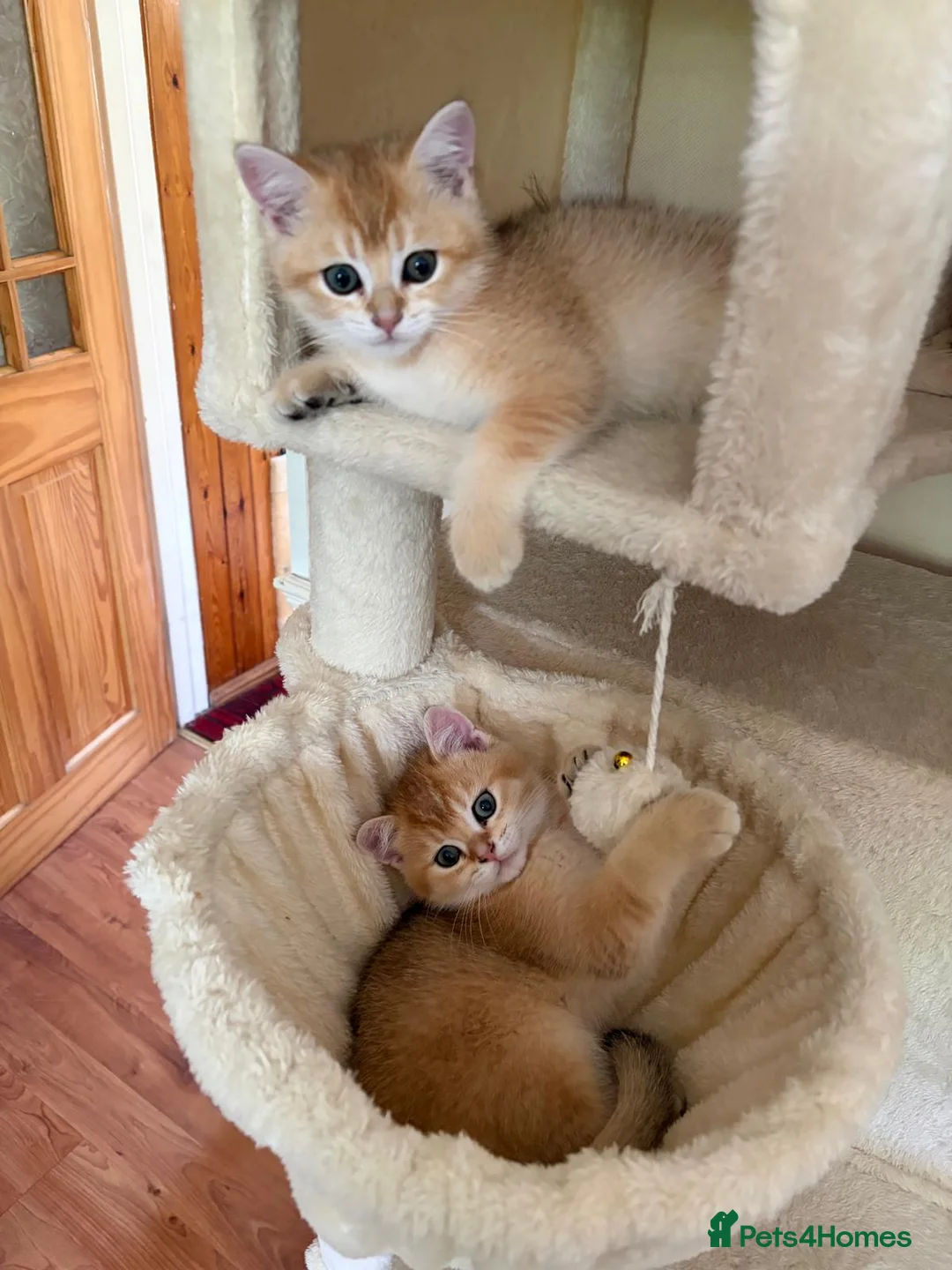 British Shorthair cats for sale: GCCF registered Golden boy - Advert 7
