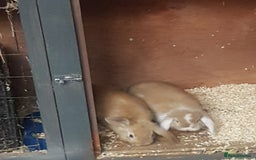 Mini Lion Lop rabbits for sale: 2 x Mini Lops - Image 2