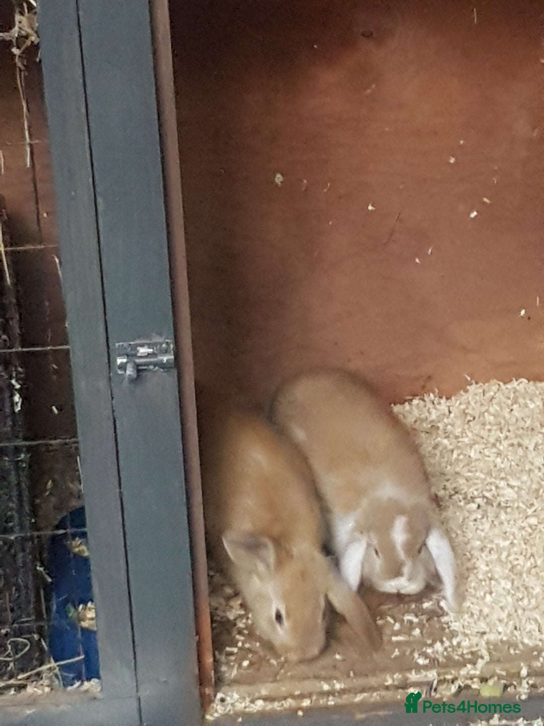 Mini Lion Lop rabbits for sale: 2 x Mini Lops - Image 2