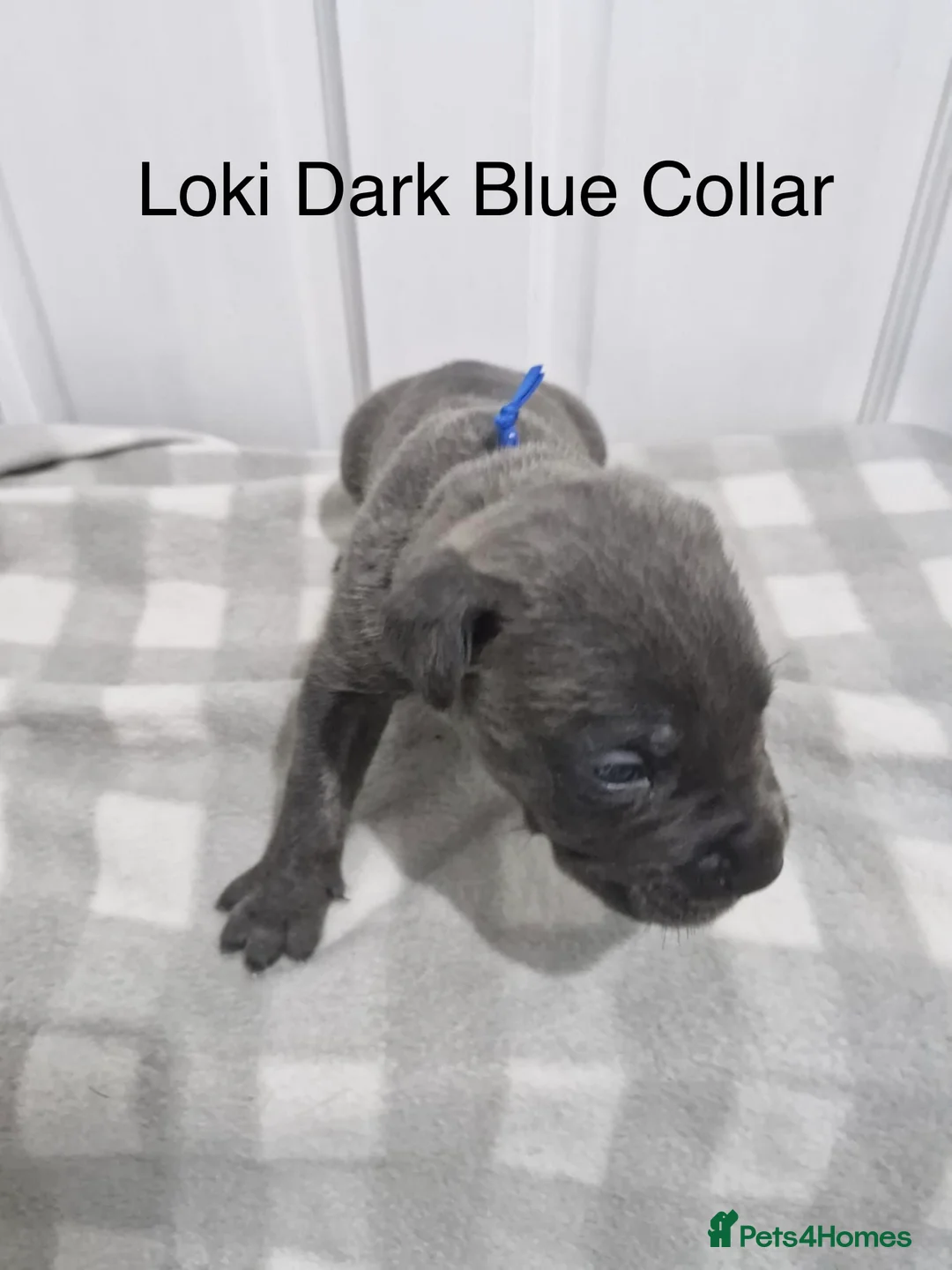 Cane Corso dogs for sale: 10 Adorable Cane Corso Puppies  in Wigan - Advert 14