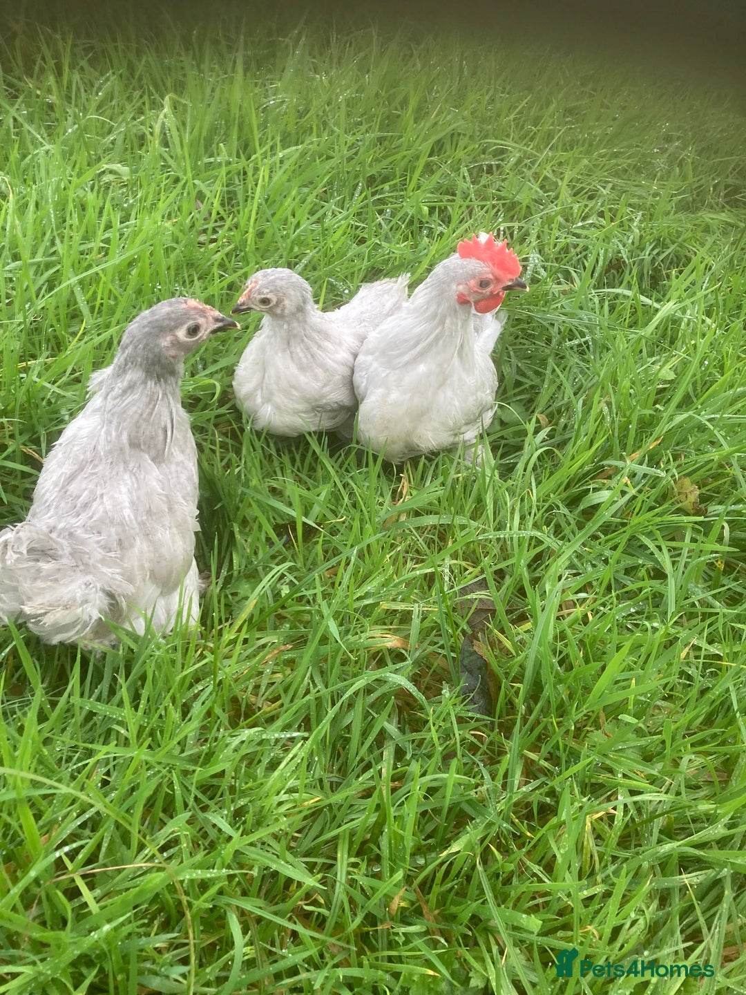 Chickens poultry for sale: Lavender pekins Rhode Island Red - Image 2