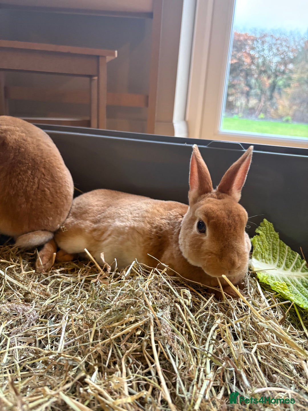 Rex rabbits for sale: Mini Rex Bunnies  - Advert 8