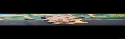 French Bulldog dogs for sale: 2 Stunning French bulldog puppies DROPPED PRICE  - Advert 23