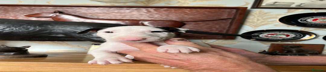 English Bull Terrier Puppy 2