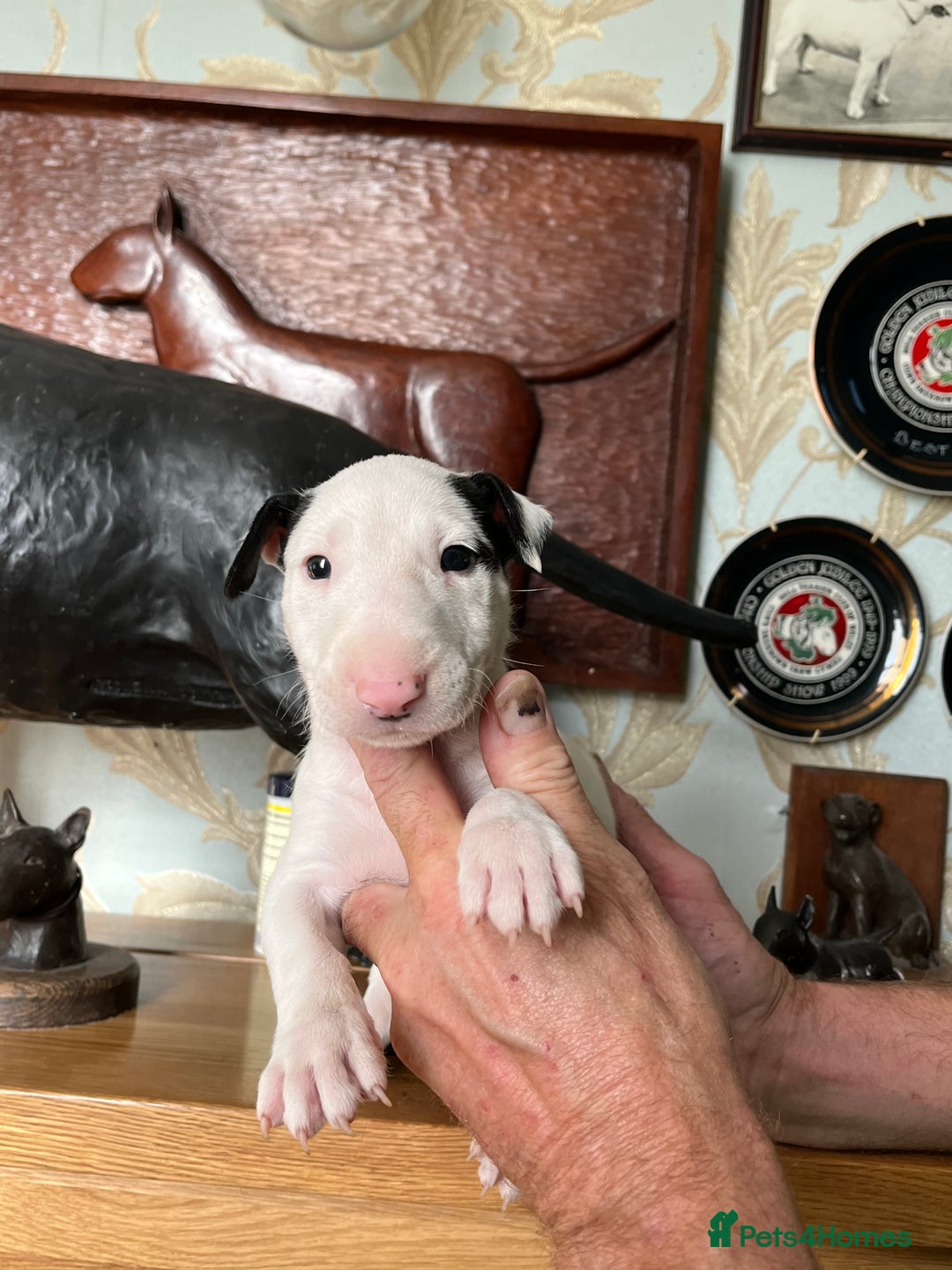 English Bull Terrier dogs for sale: English bulterrier puppies  - Image 4