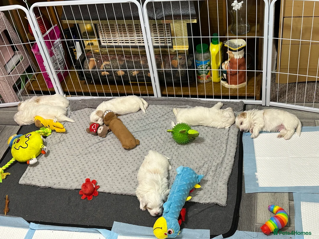 Bichon Frise dogs for sale: Adorable Bichon Frise Puppies - Advert 12