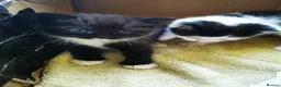 British Shorthair cats for sale: Black and white Brisish shorthair kittens - Advert 9