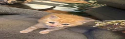 Mixed Breed cats for sale: Fluffy kittens!!!  - Advert 17