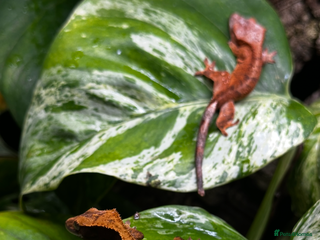 Gecko reptiles - Advert 12