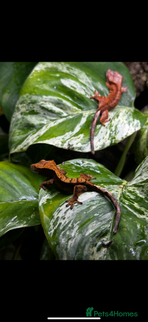 Gecko reptiles - Advert 15