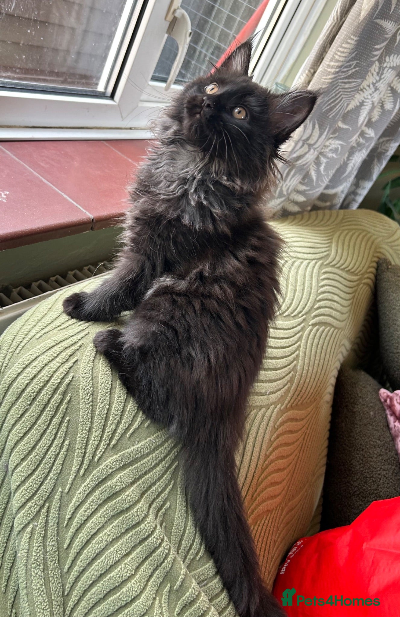 Maine Coon cats Beautiful Mainecoon kittens  - Advert 15