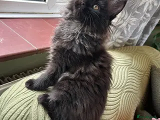 Maine Coon cats Beautiful Mainecoon kittens - Advert 15