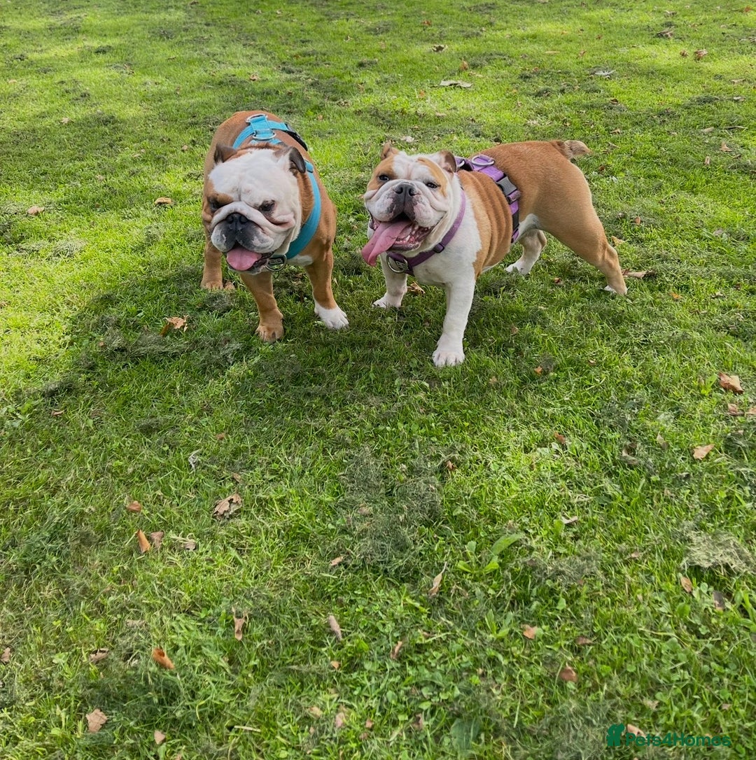 English Bulldog dogs for sale: Red&White KC Registered English Bulldog puppies  - Advert 5