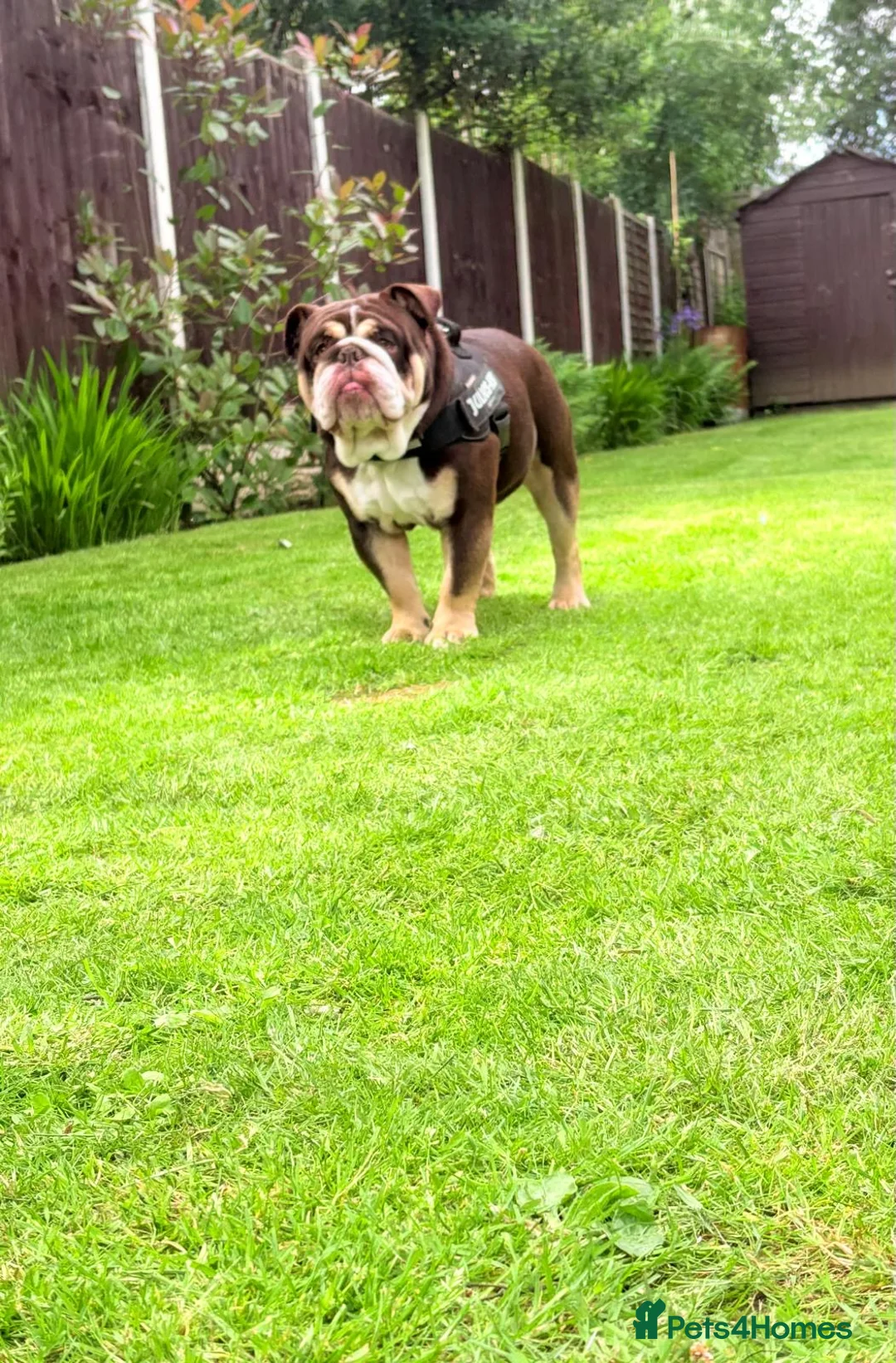 English Bulldog dogs for stud: Chocolate and white rocket Rambo for stud in Walsall - Advert 3