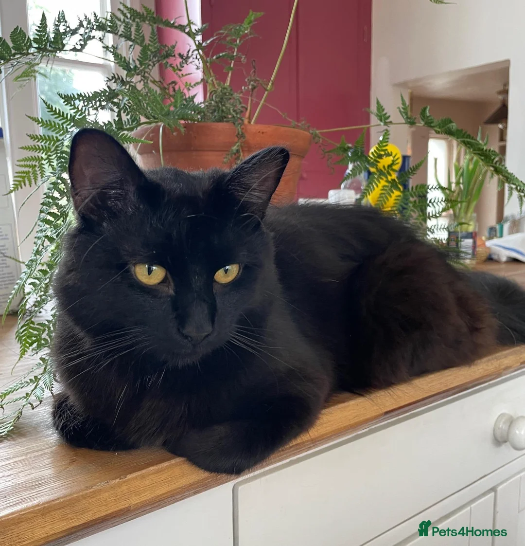 British Longhair cats for sale: Big Fluffy Tom Cat - Advert 3