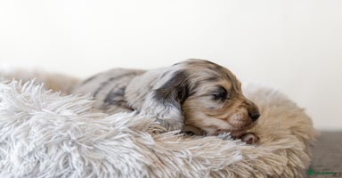 Miniature Dachshund dogs - Advert 1