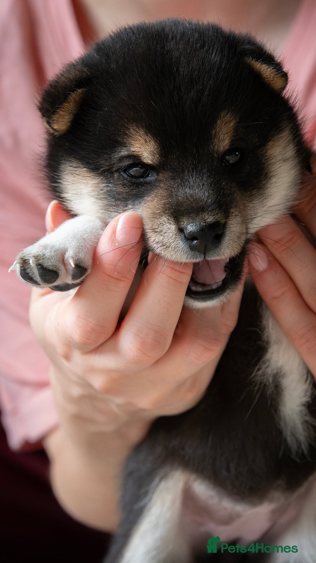 Japanese Shiba Inu dogs for sale: KC REGISTERED JAPANESE SHIBA INU PUPPY GIRL - Image 5