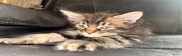 Maine Coon cats for sale: Stunning Maine Coon X Kittens Needing New Homes! - Advert 8