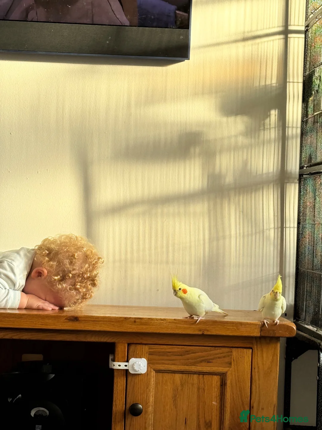 Cockatiels birds for sale: Cockatiel in Norwich - Advert 1