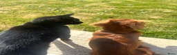 Miniature Dachshund dogs for sale: Miniature dachshund-Adult - Advert 4