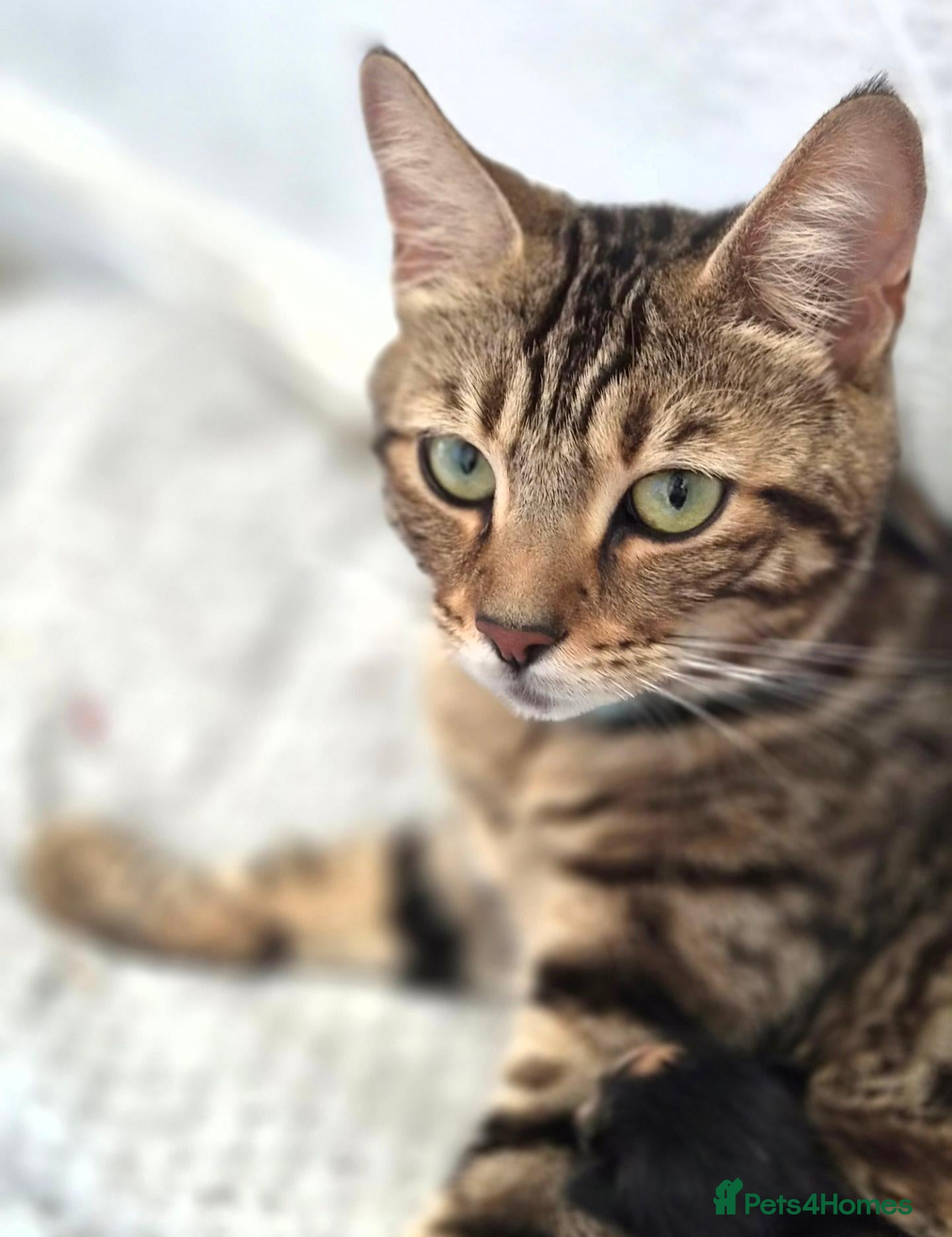Mixed Breed cats Bengal & Blue Russian Girl 1Year Old - Advert 4