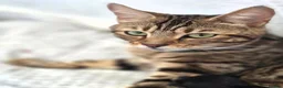 Mixed Breed cats for sale: Bengal & Blue Russian Girl 1Year Old - Advert 1