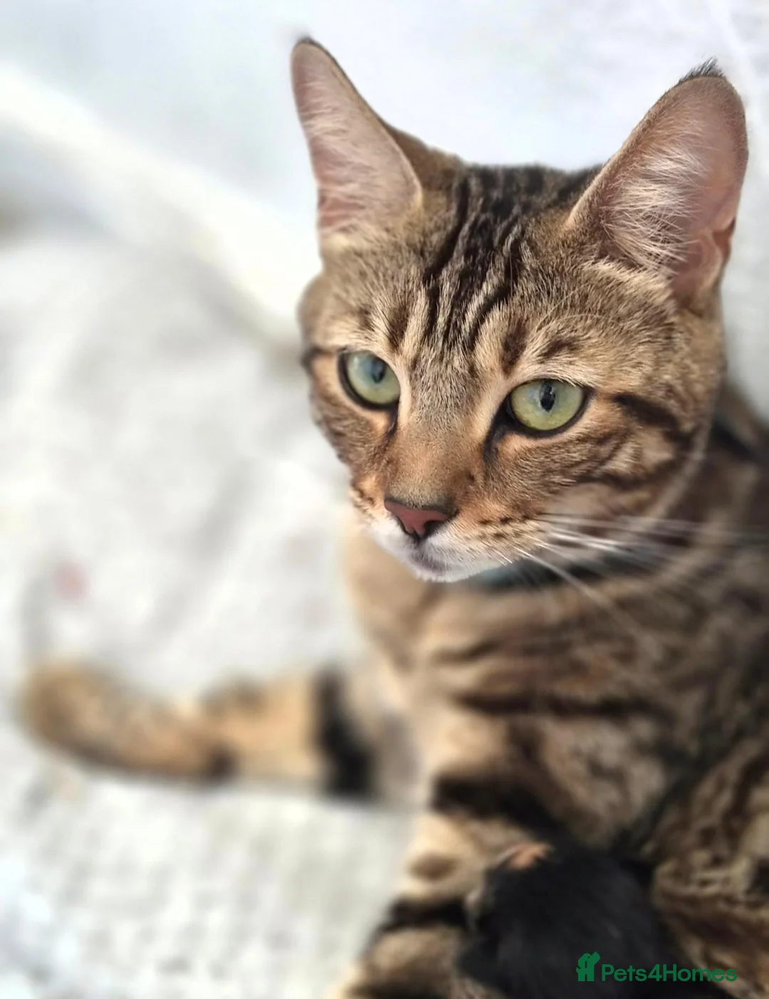 Mixed Breed cats for sale: Bengal & Blue Russian Girl 1Year Old - Advert 1