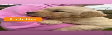 Golden Retriever 2