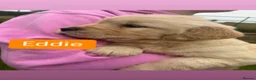 Golden Retriever dogs for sale: Golden Retriever Pups for sale  - Advert 6