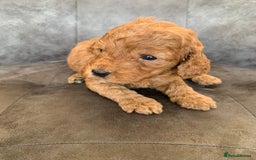 Cockapoo dogs for sale: F1 & F1b puppies. Health tested.  - Image 4