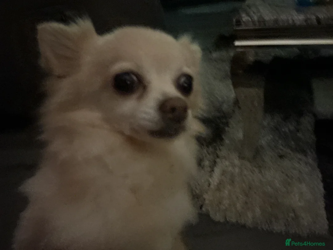 Chihuahua dogs for sale: Chihuahua puppies ready for homes in Liverpool - Advert 6