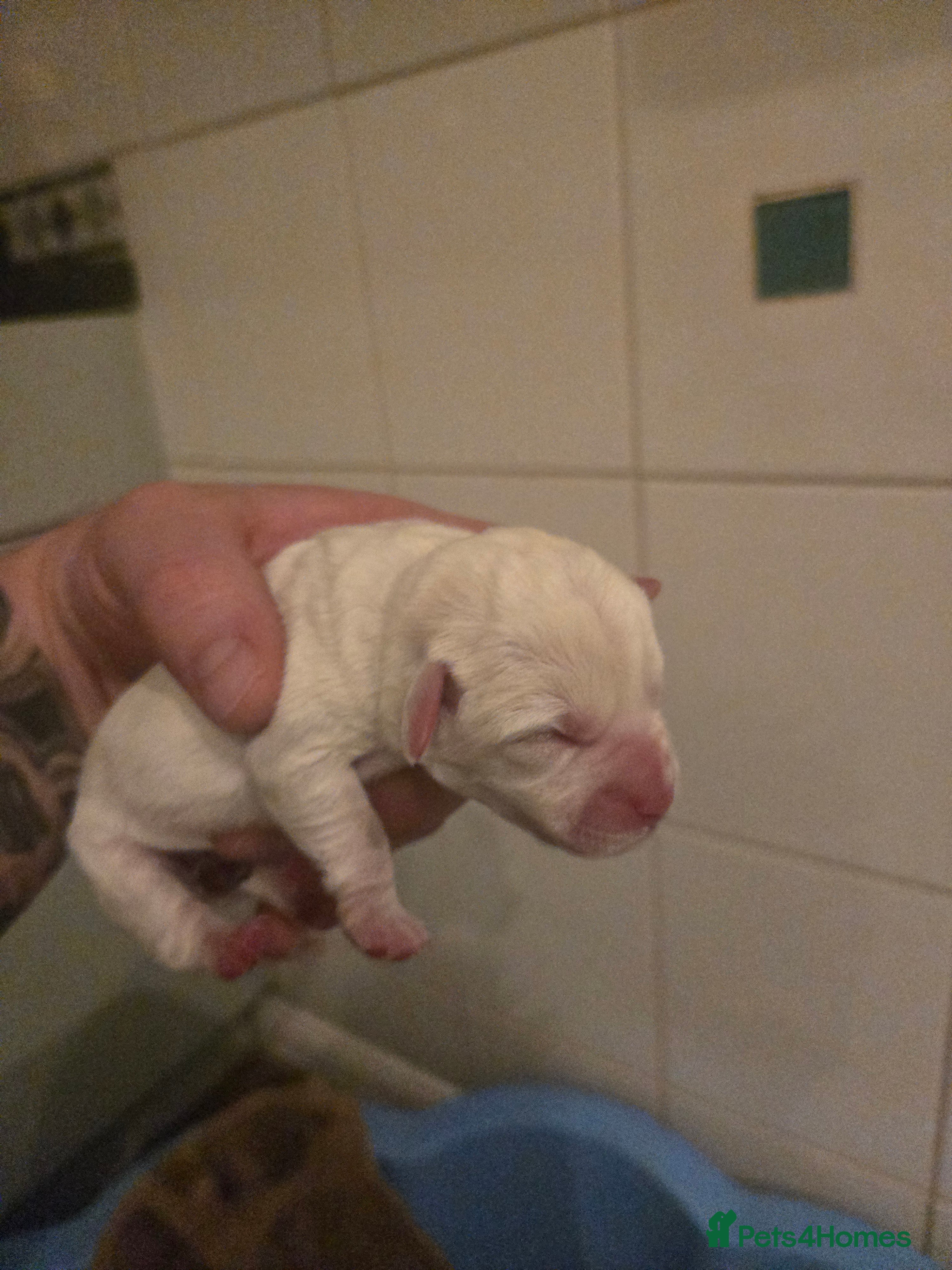 Shihpoo dogs Female shihpoo pups  - Advert 2