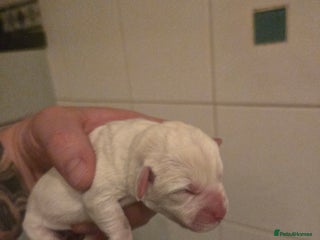 Shihpoo dogs Female shihpoo pups - Advert 1