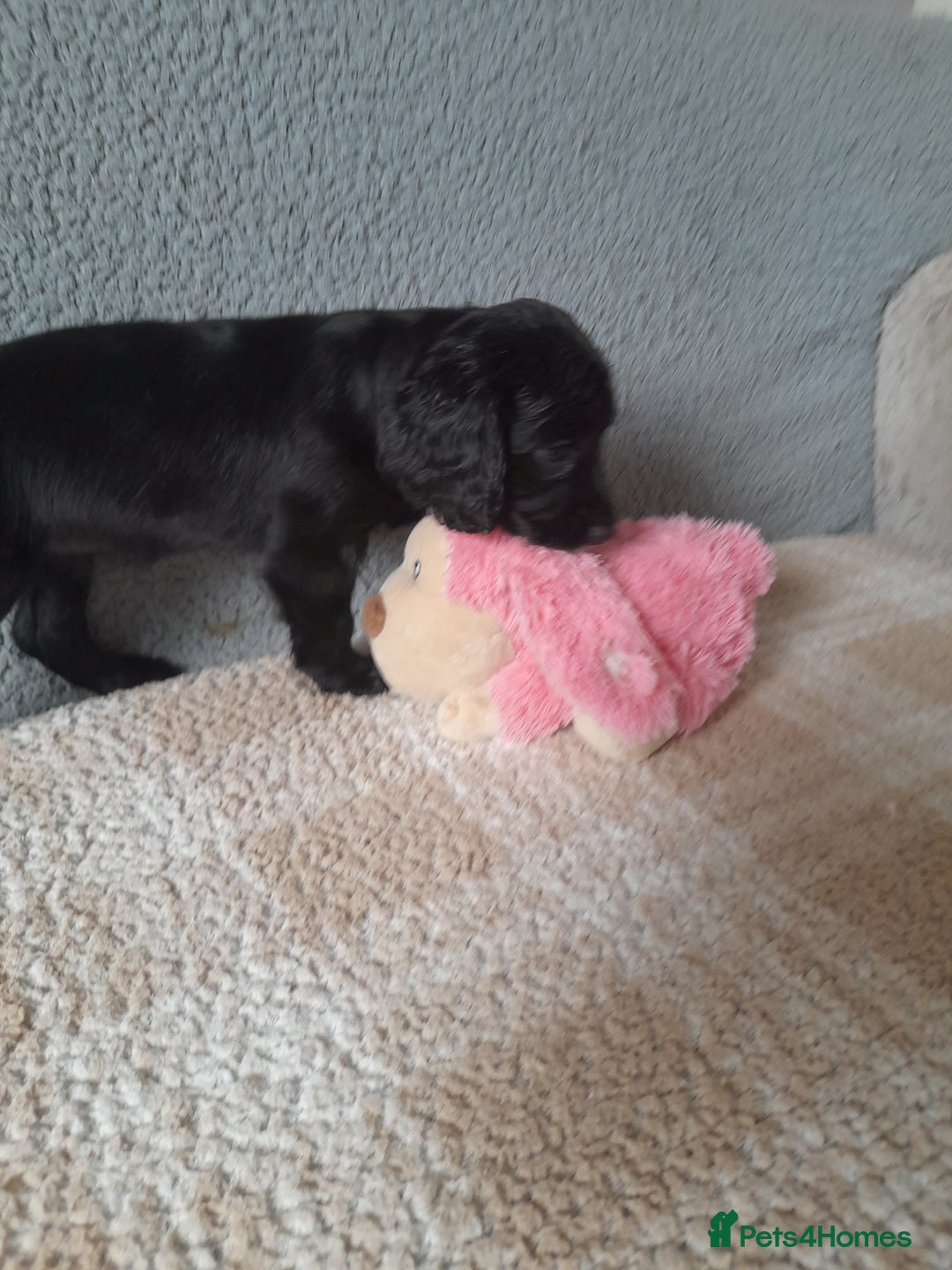 Sprocker dogs for sale: Gorgeous Sprocker girl. - Image 5
